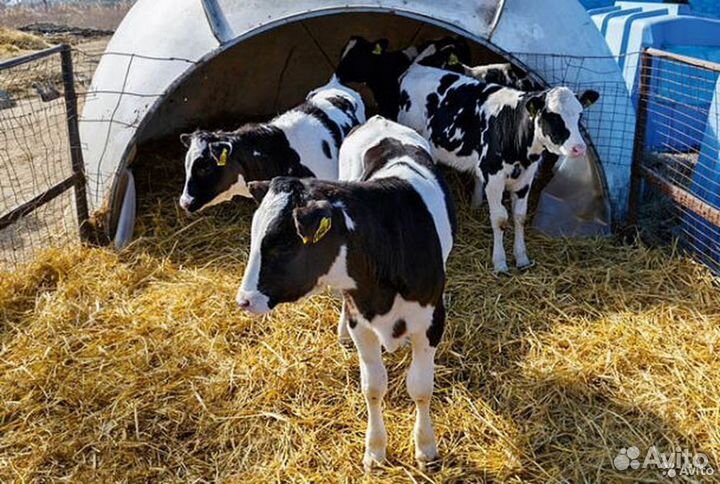 Бычки.телята