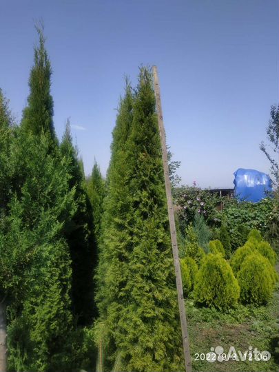 Туя смарагд