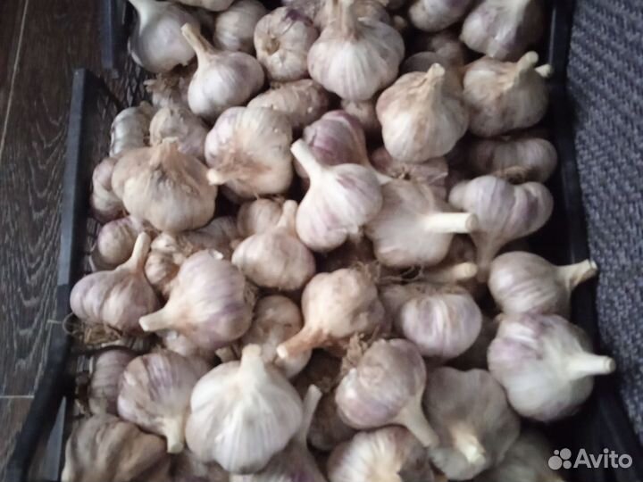 Чеснок