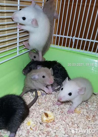 Крыса крысята дамбо, клетки, корм, наполнитель