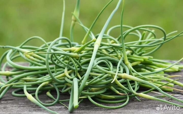 Стрелки чеснока