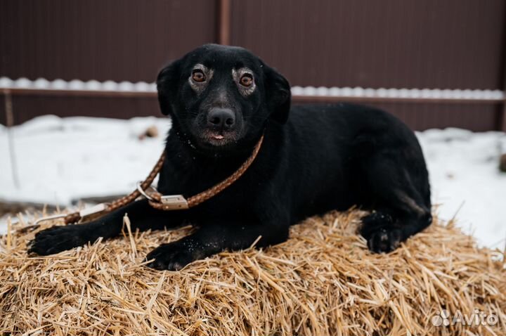 Собака в дар