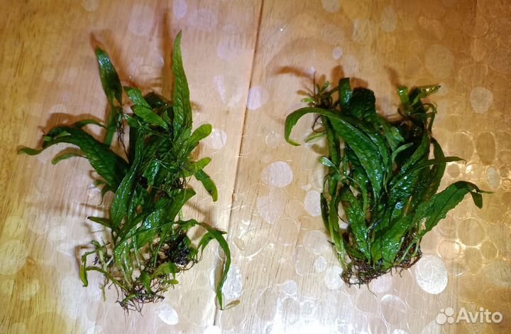 Аквариумные растения