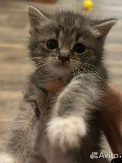 Котята в добрые руки даром мальчики и девочки