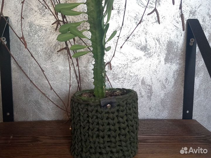 Молочай трехгранный