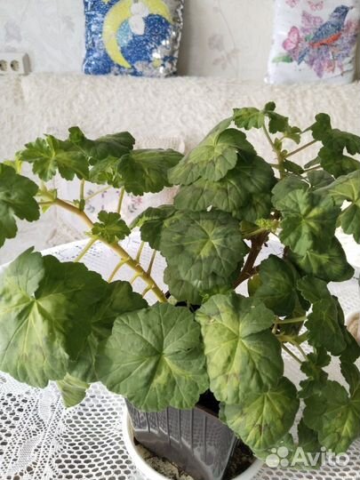 Комнатные растения