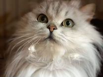 Персидская кошка Елизавета