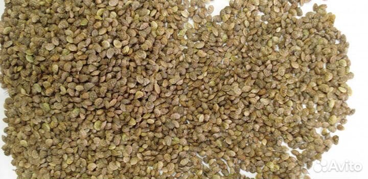 Семена эспарцета