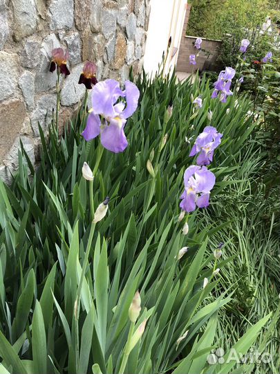 Ирисы, Нарциссы