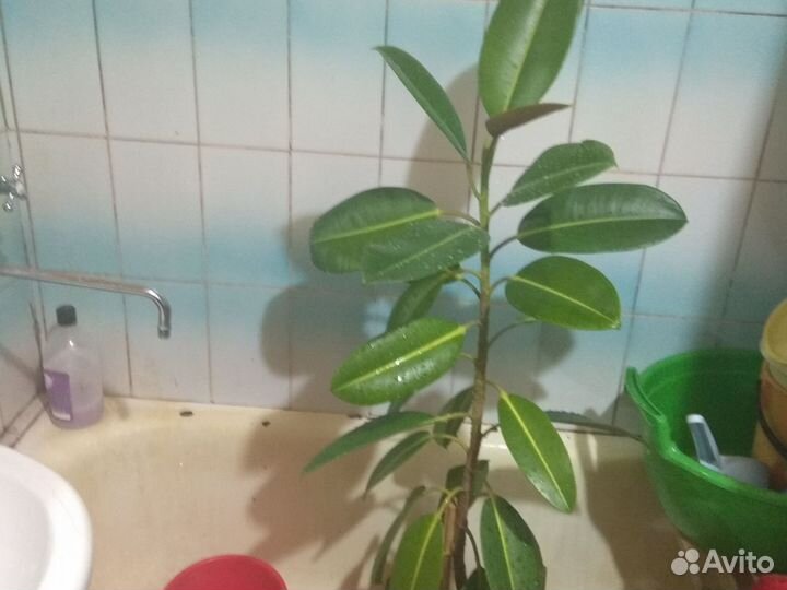 Фикус большой