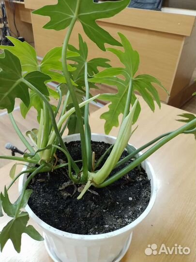 Филодендрон