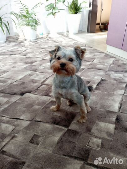 Йоркширский терьер вязка мальчик
