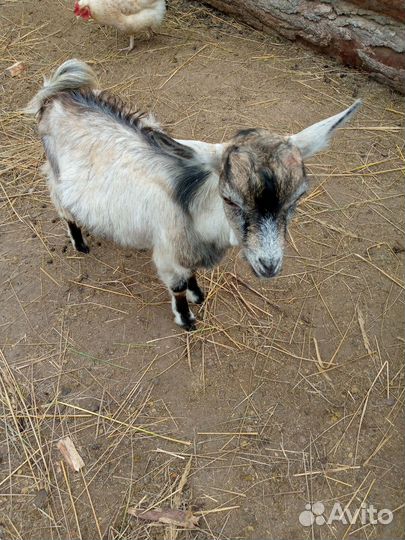 Козлята и козы