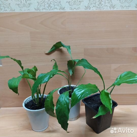 Растения для дома