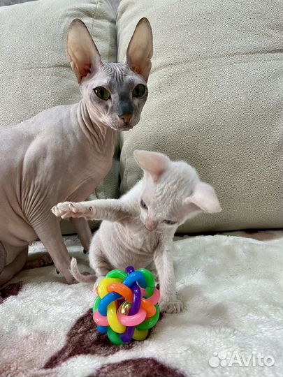 Котята Донского сфинкса