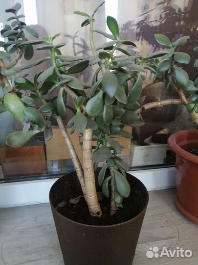 Комнатные цветы