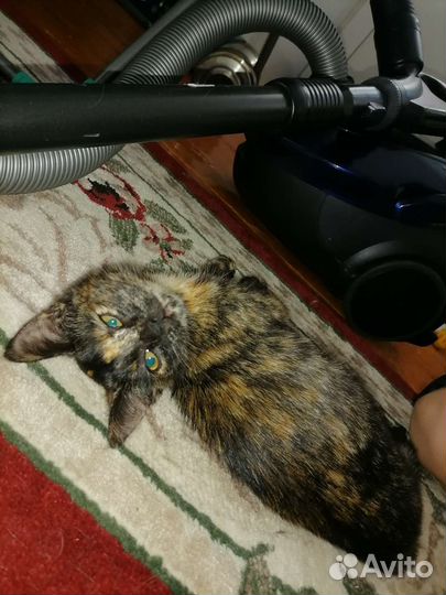 Котенок девочка