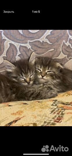 Настоящие сибиряки