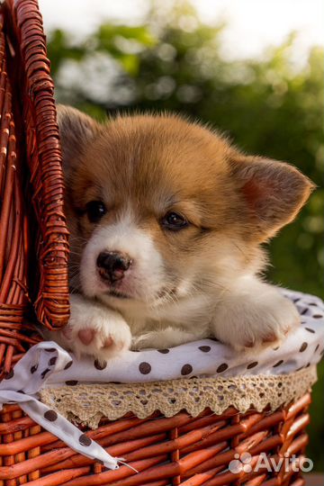 Щенки корги