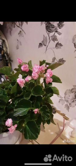 Бегония вечноцветущая махровая по 100