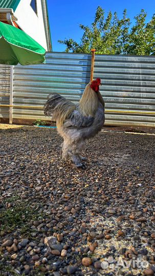 Петух Брама Изабелла