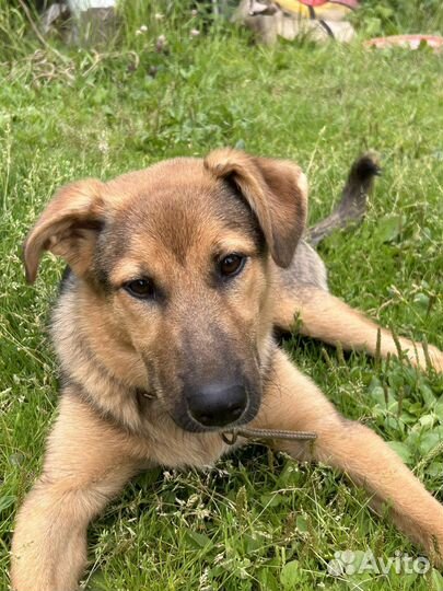 Собака в добрые руки