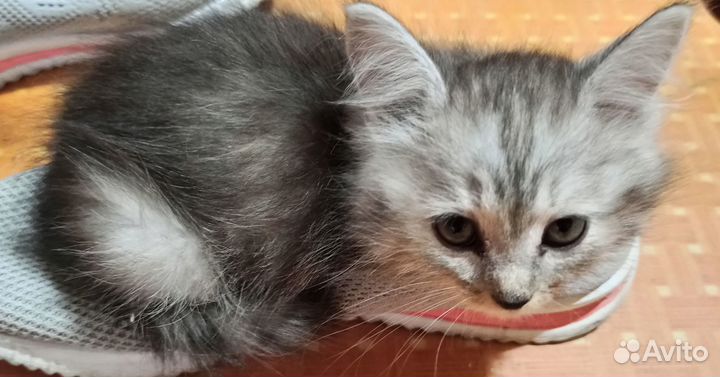 Отдам котят в добрые руки. 3девочки и 1 мальчик