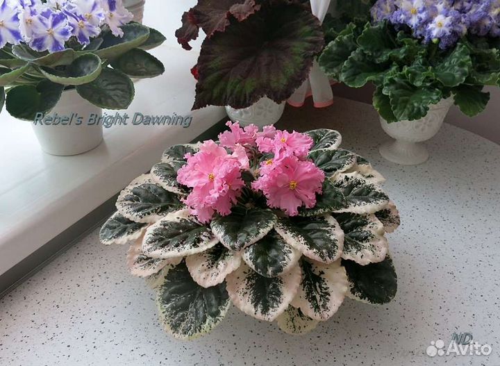 Лист срез/лист укор/Детки/взрослые фиалки