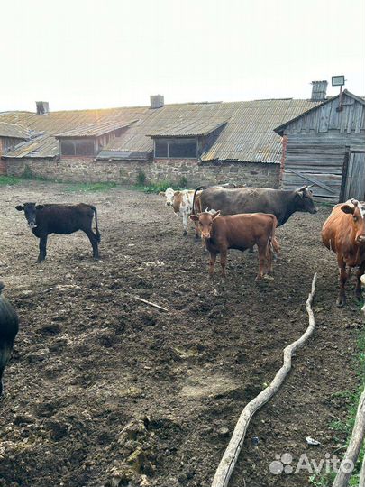 Продаю коров и телят