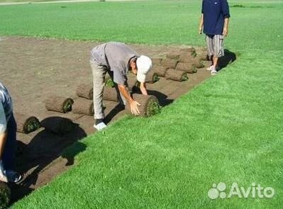Газон рулонный