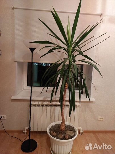 Юкка
