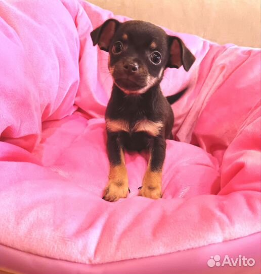 Щенки чихуахуа