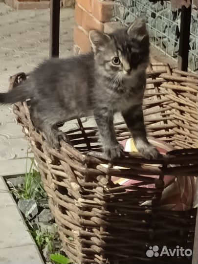 Котята 1,5 мес девочки