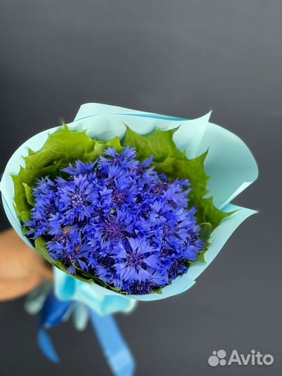 Васильки цветы