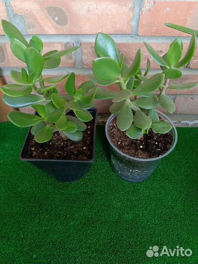 Комнатные растения