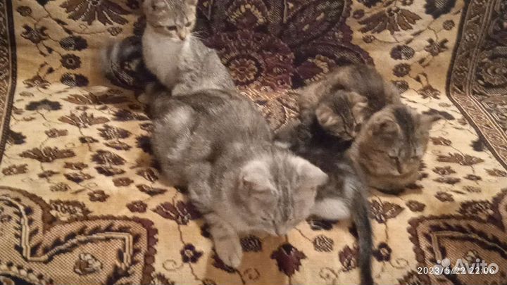 Шотландские котята