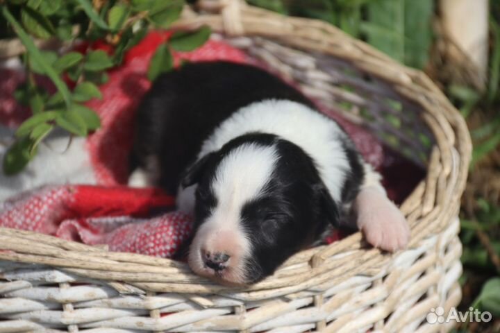 Щенки бордер колли