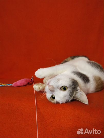 Добрая кошка в хорошие руки