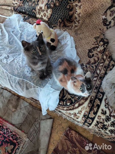 Отдам котят в добрые руки