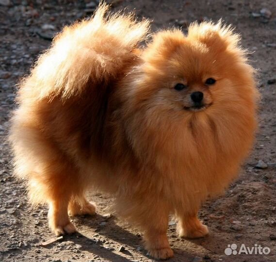 Щенки шпица