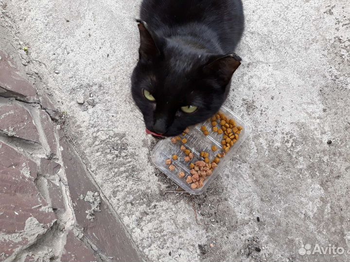 Кошечка Чернышка