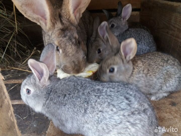 Кролик,крольчата
