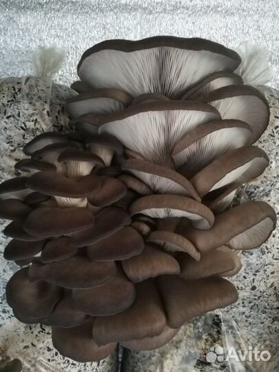 Грибные блоки 