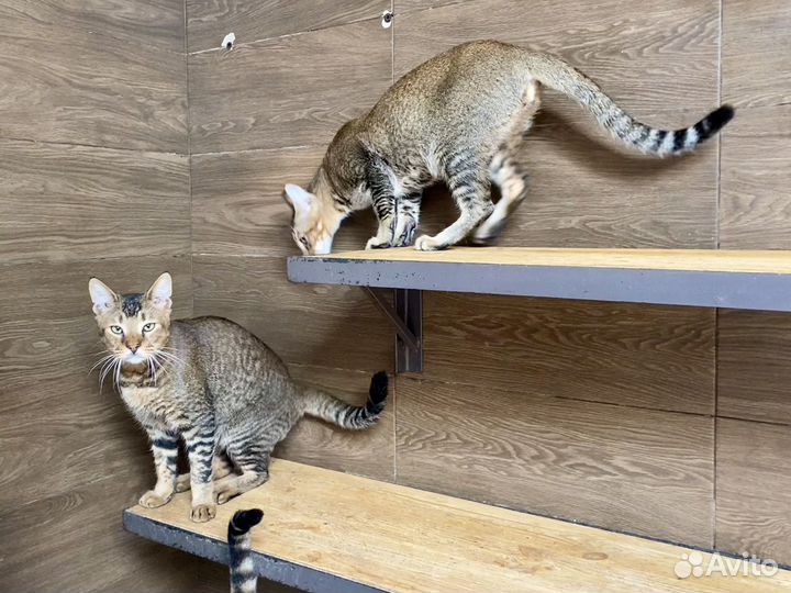 Чаузи котята разные