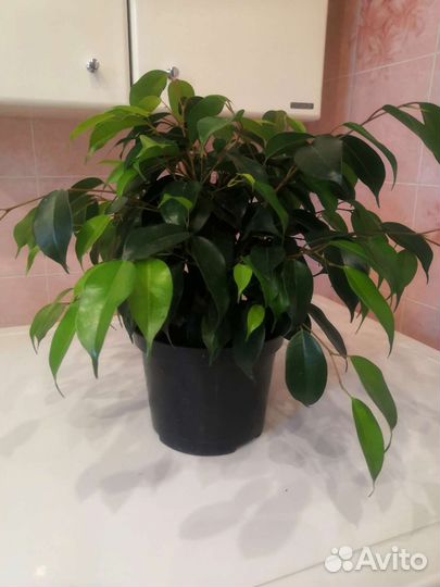 Фикус бенджамина