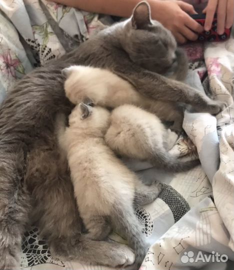 Британский котенок Мальчик