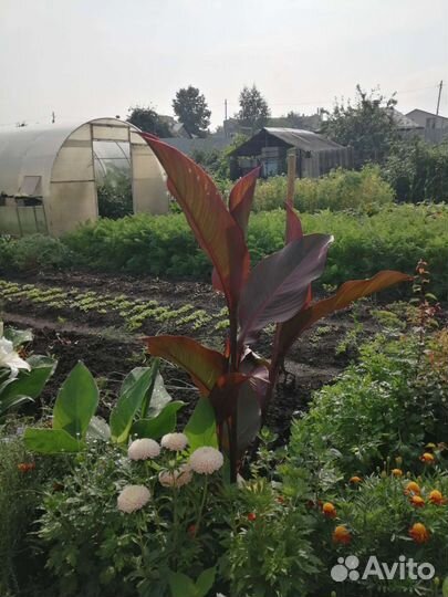 Цветы канны