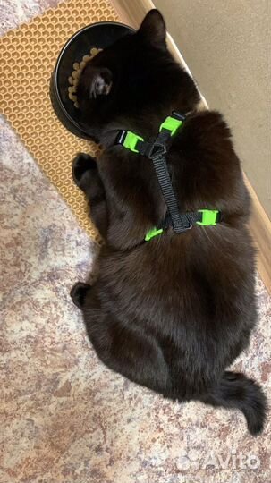 Шлейка для кошки анатомическая