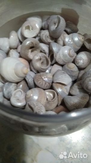 Морские ракушки раковины