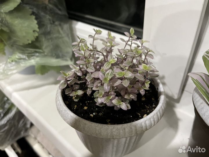 Коллизия розовая пантера